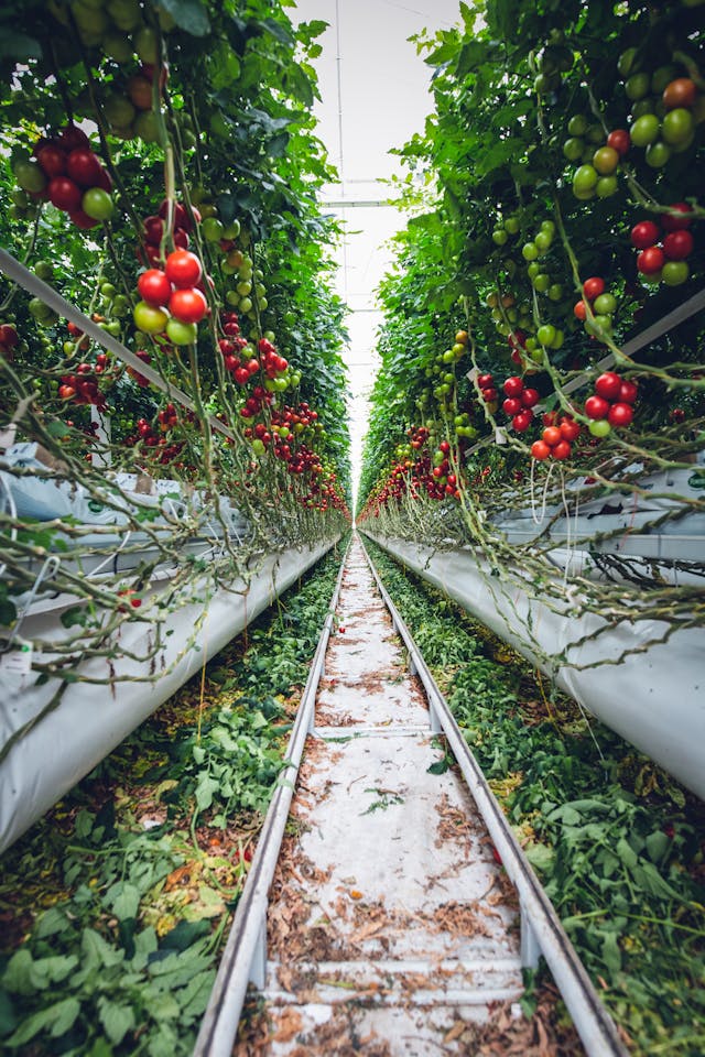 Agriculture tomatoes